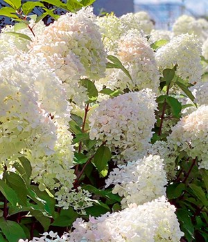 Winterharte Hortensie 'White Lady'