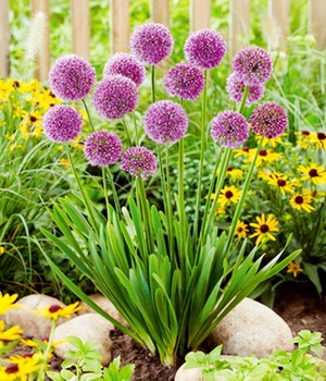 Stauden-Allium 'Esmee'