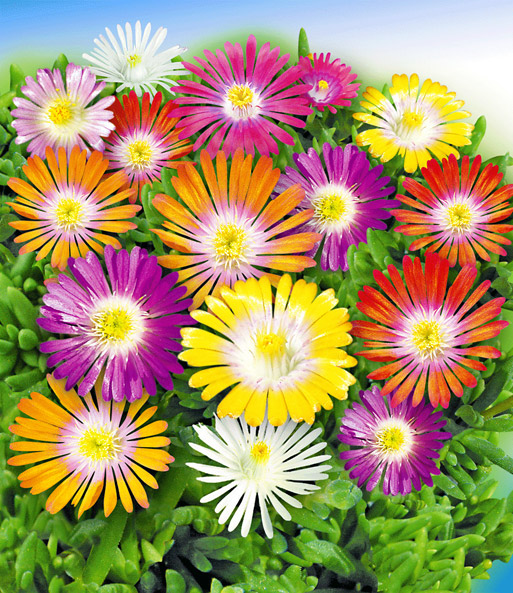 Collage aus allen Blütenköpfen des winterharten Eisblumen 'Wheels of Wonder' Farbmix,
