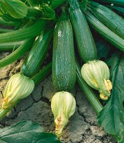 Veredelte Zucchini 'Kimber' F1