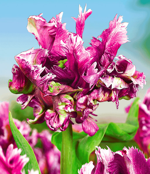 Tulpe 'Mysterious Parrot'