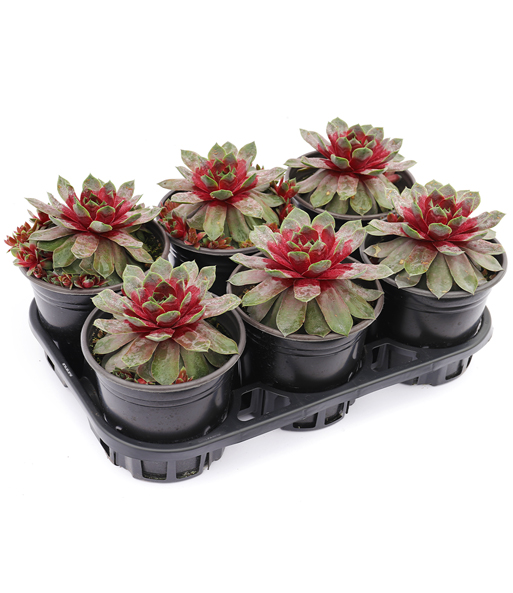 Sempervivum Giants 'Steel Appeal®'