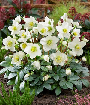 Weiße Christrose, blühend im 12 cm-Topf