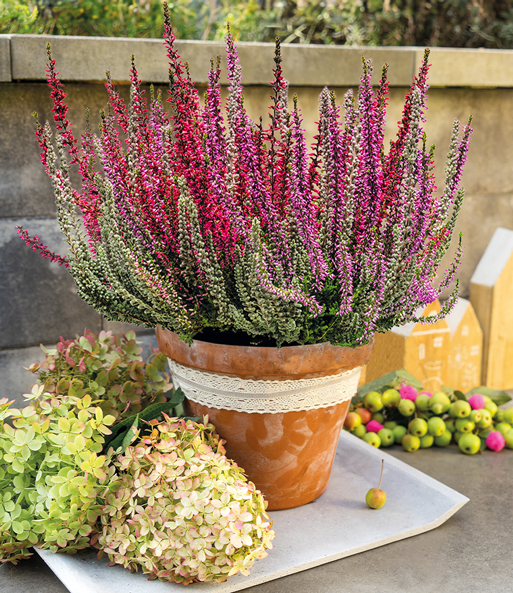 Calluna Knospenheide 'Fluffy Twister®' im 17 cm XXL-Topf