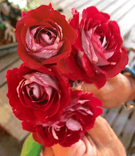 Beet-Rose 'Osiria®'