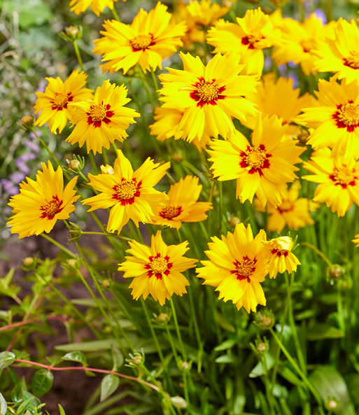 Coreopsis 'Solar® Mix'