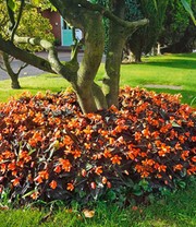 Begonie 'Glowing Embers®'