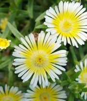 Winterharte Eisblumen 'Summer Mix'