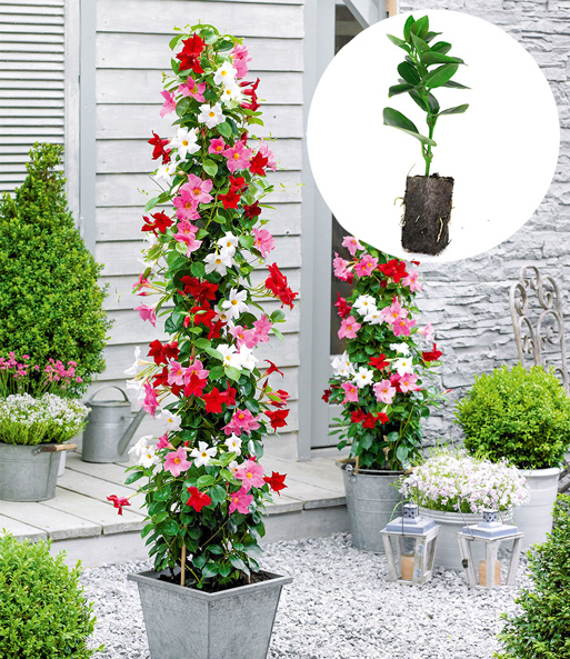 Mandevilla Mix 'Sundaville®'