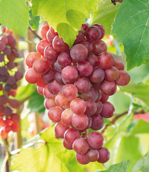 Kernlose Tafel-Traube 'Vanessa®'