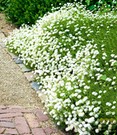Achillea 'Noblessa'