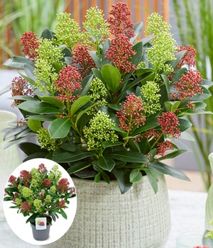 Winterharte Skimmia 'Double Diamond®', im 15 cm-Topf