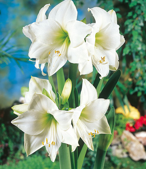 XL Weiße Wachs-Amaryllis 'Touch of Glamour' Kristall-Weiß