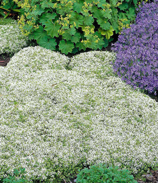 Weißer Polsterthymian