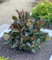 Zwerg-Hortensie 'Daredevil'