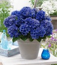 Freiland-Hortensie 'Blue Boogie Woogie®' im 2-Liter Topf