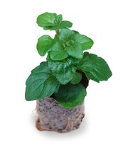 Indian Mint