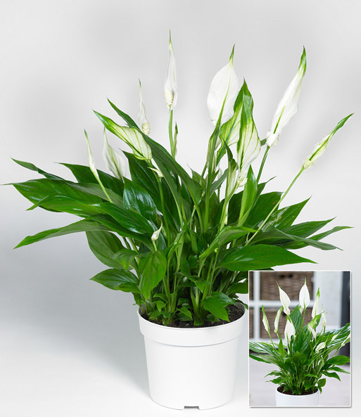 Spathiphyllum