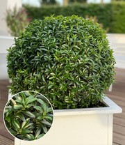Euonymus 'Green Empire®'