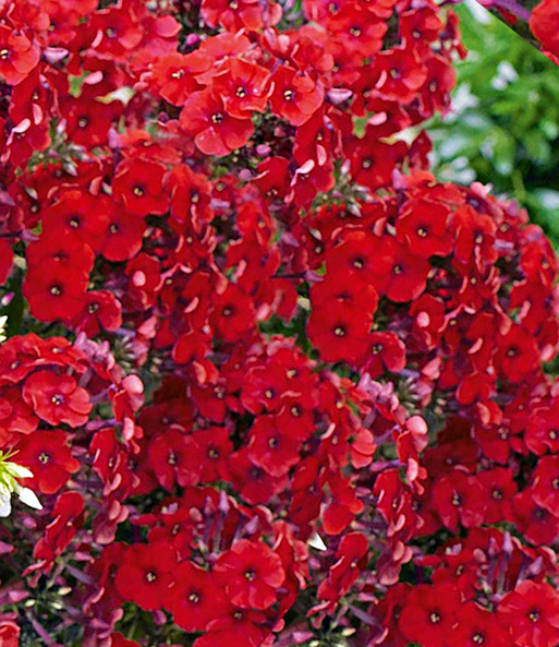 Super-Duft-Phlox-Kollektion