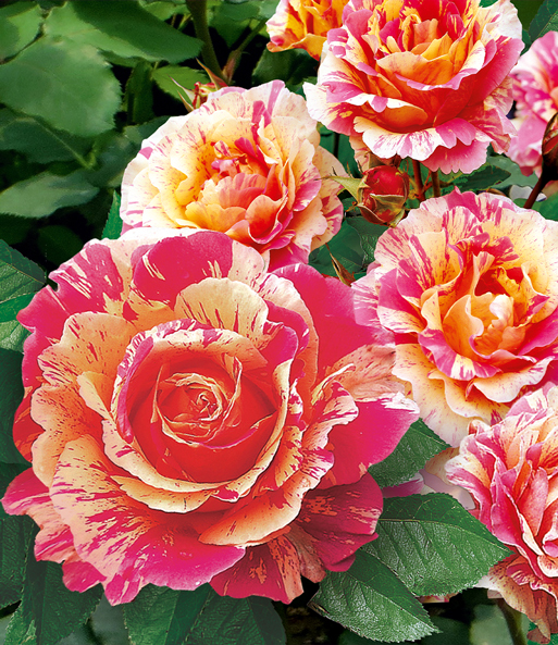 Maler-Rose® 'Claude Monet®'