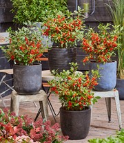 Ilex 'Jingle Bells®'