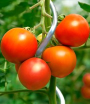 Tomaten-Spiralstab 110 cm 5er-Set