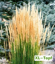 Reitgras 'Karl Förster' im 14 cm XL-Topf