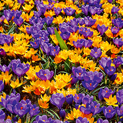 Krokusse
