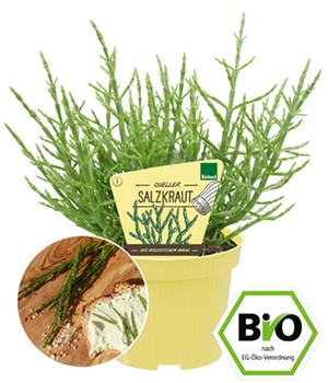 BIO Salzkraut