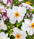Weiße Herbst-Anemone