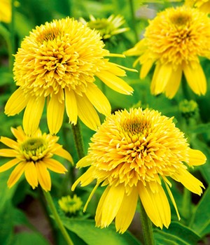 Echinacea 'Eccentric Yellow®'