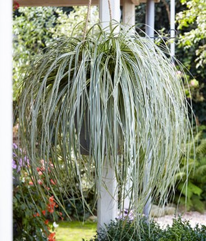 Hängendes Gras 'Feather Falls®'