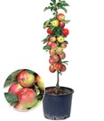 Säulen-Apfel 'Braeburn'