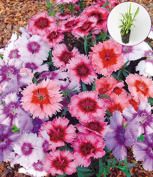Easyplant GRATIS 'Duft-Nelken'