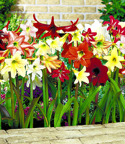 Winterharte Garten-Amaryllis 'Farbmix'