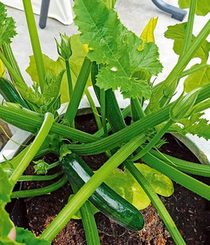 Topf-Zucchini 'Easy Pick Green®' F1