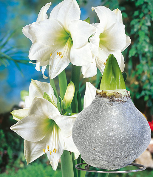 XL Weiße Wachs-Amaryllis 'Touch of Glamour' Kristall-Grau