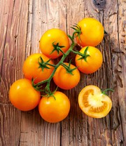 Veredelte Strauch-Tomate 'Starlias® Yellow'