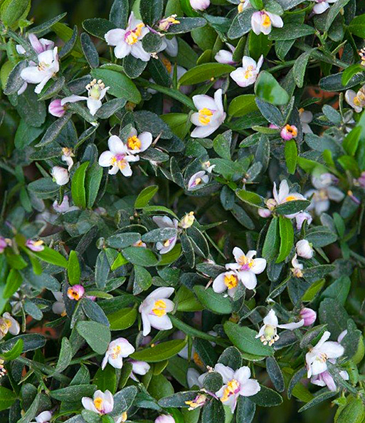 Nahaufnahme der filigranen weißen Blüten der Kaviar-Limette. Die Blütenmitte ist Gelb und Lila.