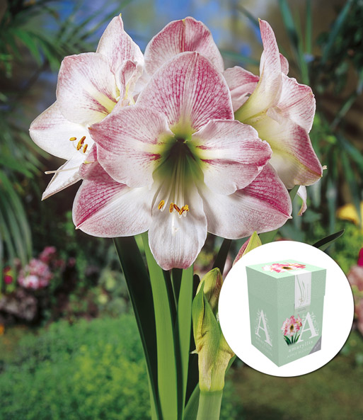 Amaryllis 'Apple Blossom' mit Geschenkbox