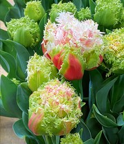 Crispa-Tulpe 'Byron Bay'