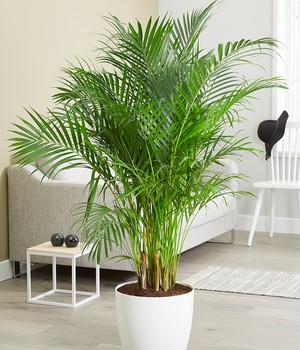 Areca Palme ca. 120-130 cm hoch