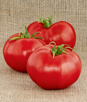 Rote Tomate 'Berner Rose'