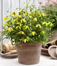 Clematis 'Little Lemons®' im 3-Liter XXL-Topf