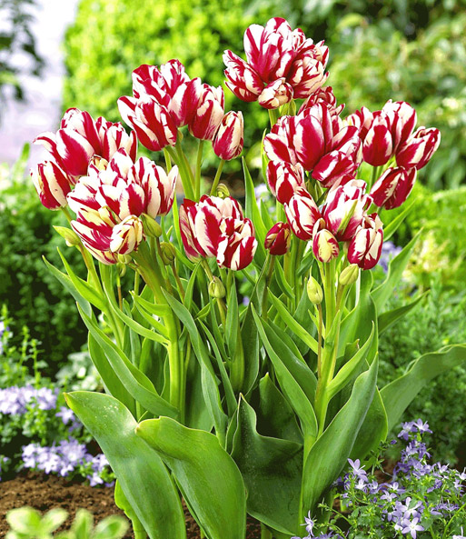 Tulpe 'Flaming Club'