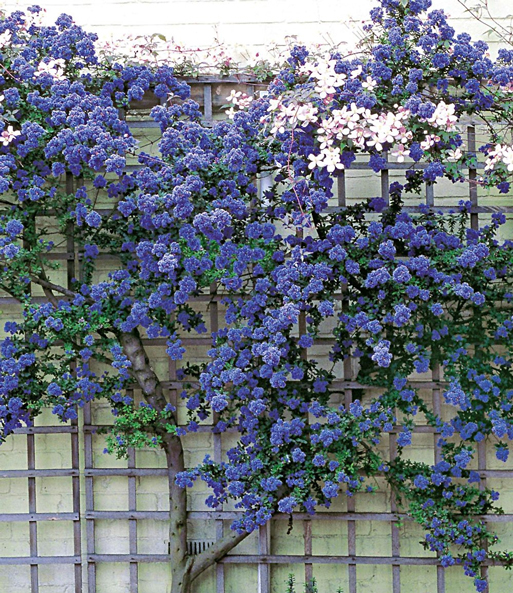 Ceanothus 'Trewithen Blue'