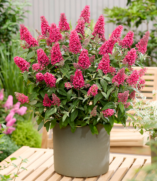 Zwerg-Schmetterlingsflieder 'Candy® Little Bubblegum'