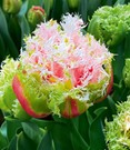 Crispa-Tulpe 'Byron Bay'