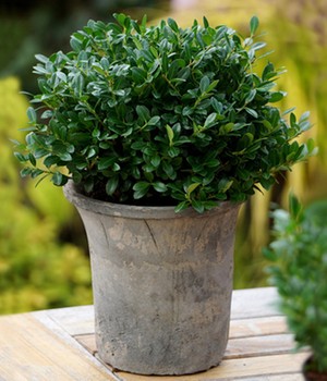 Ilex 'Luxus® Globe' der Buchs-Ersatz